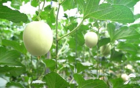 第一吃瓜網走在前 开新局｜走进“中国蔬菜第一县”看“网红”香瓜是如何“炼”成的？